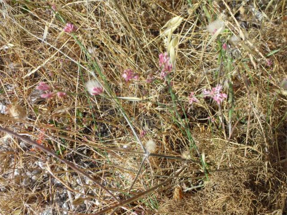 Asperula aristata